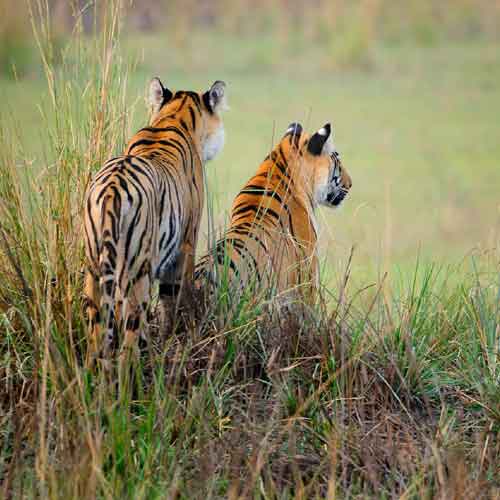 Wildlife India Tours Packages